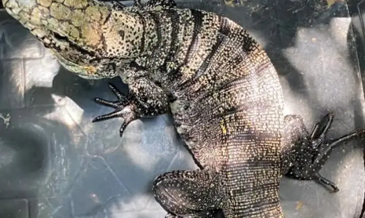 Se encontrar, não acorde: lagartos teiú entram em período de sono profundo no inverno