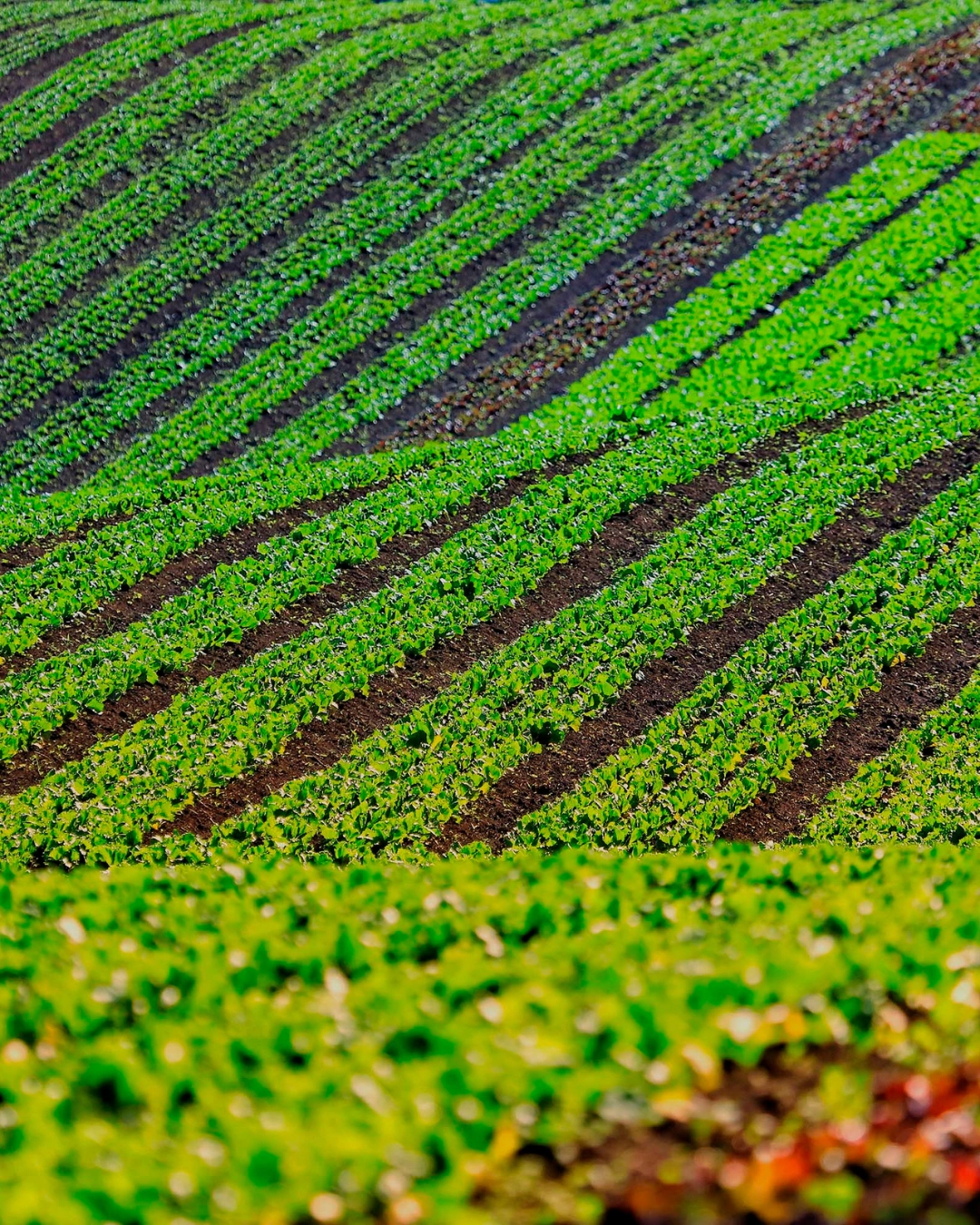 Paraná abre inscrições para 56 vagas em residência técnica de desenvolvimento rural até 11 de junho