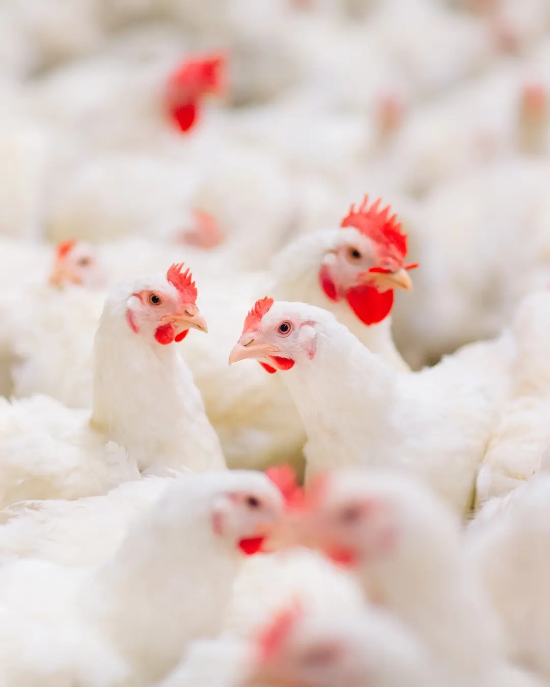 Ministro explica suspensão de exportações de frango por China e UE após caso de gripe aviária