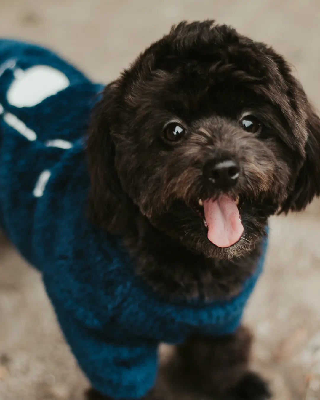 Cuidados com pets no inverno: dicas para garantir conforto e saúde dos animais