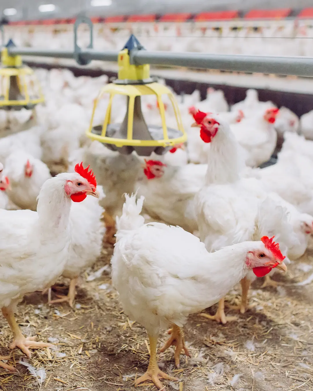 Gripe aviária impacta exportações de frango e ovos e altera cenário de mercado no Brasil