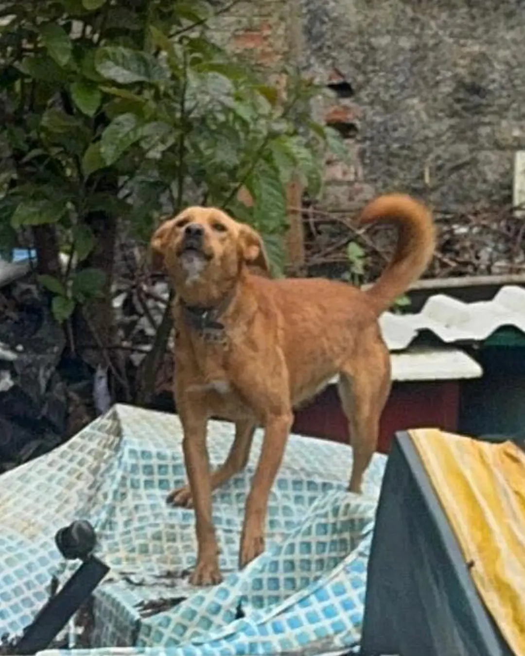 Mulher é presa por maus-tratos e 18 cães são resgatados no Boqueirão, em Curitiba