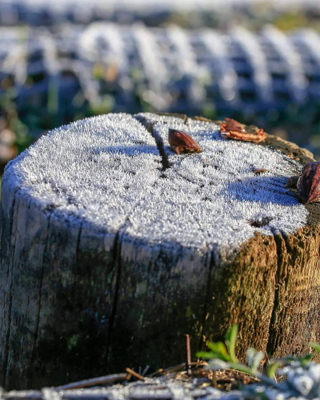 Inverno de 2025 promete ser mais frio após anos de temperaturas amenas no Brasil