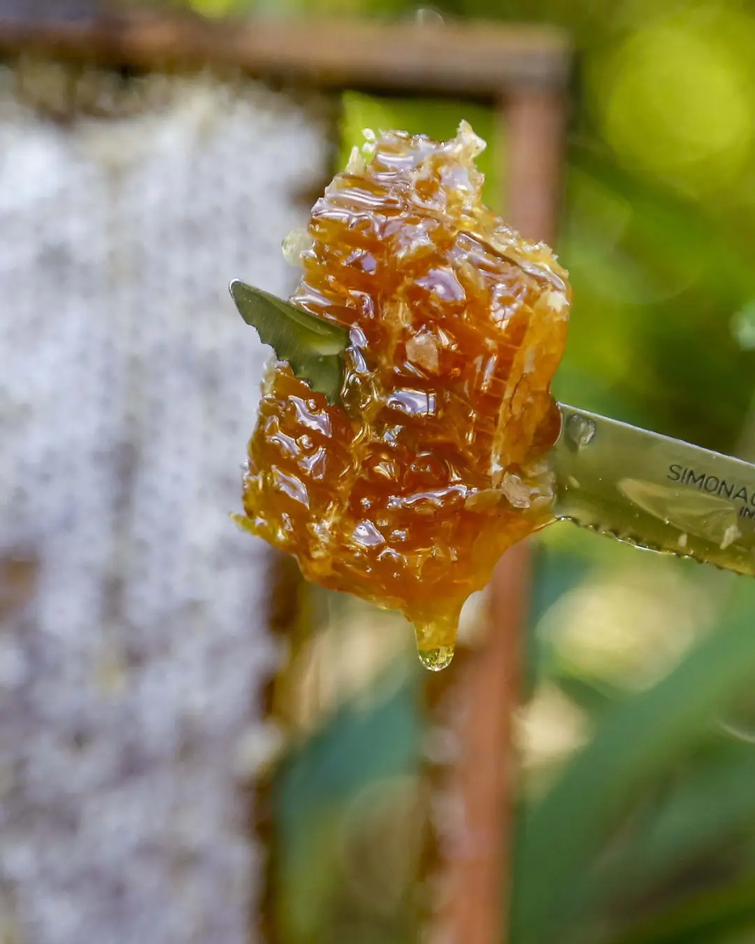 Paraná assume vice-liderança nacional em exportações de mel com alta expressiva em receita e volume