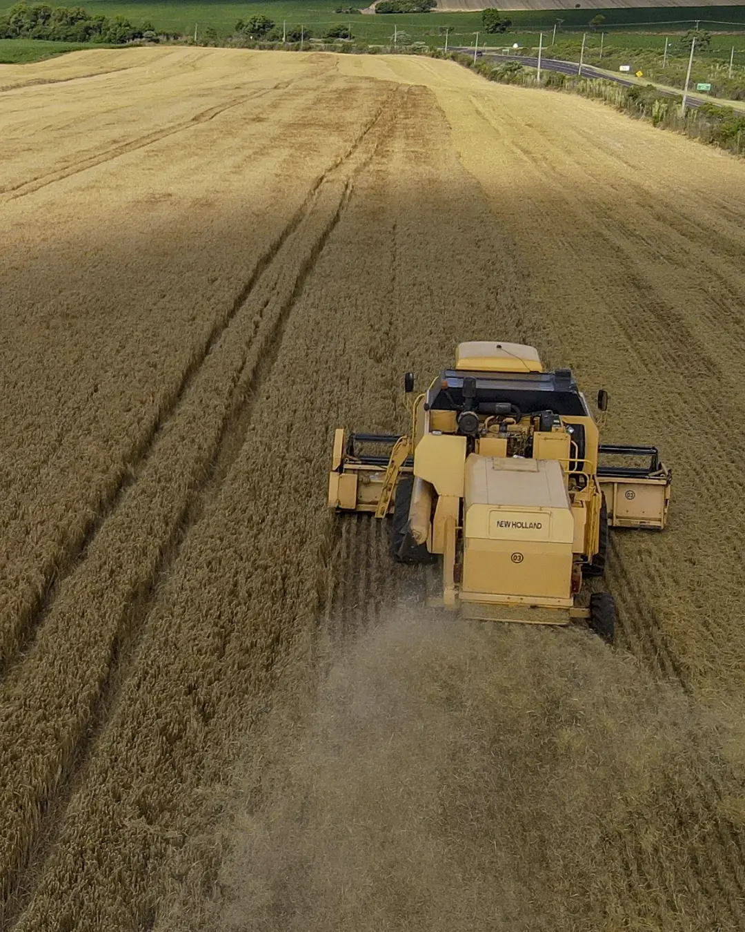 Paraná encerra safra de cevada com 8% de alta na produção e melhora na qualidade do grão