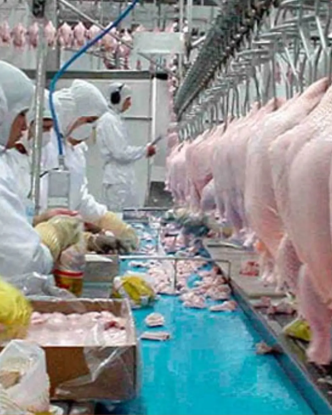 Paraná se destaca com recordes na produção de frangos, suínos e leite em 2024