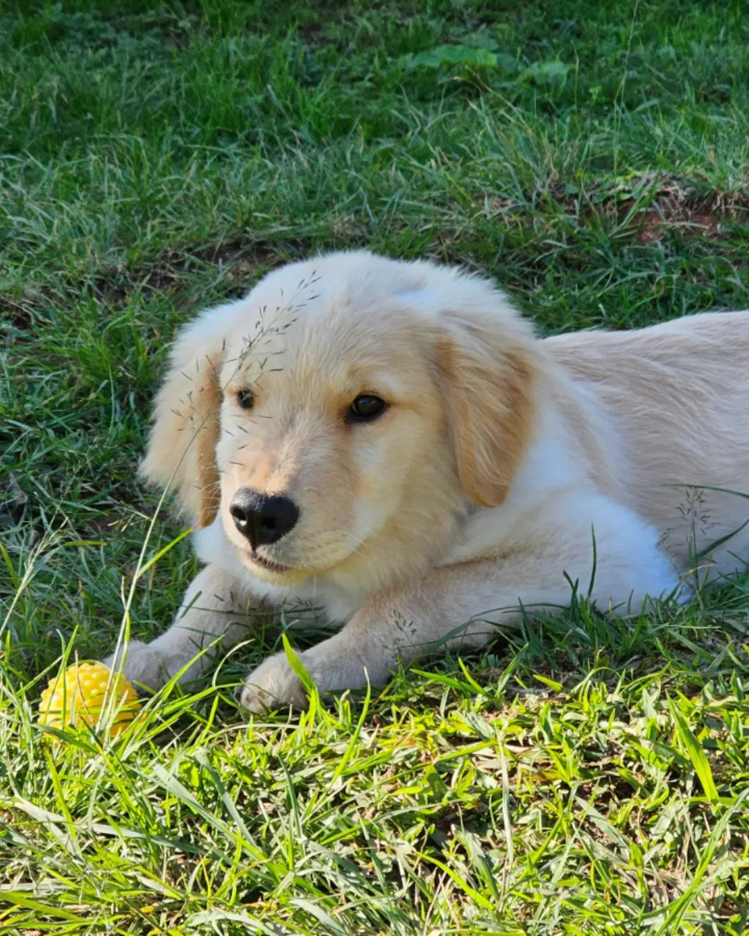 Polícia Militar do Paraná adota terapia com cães para crianças com autismo