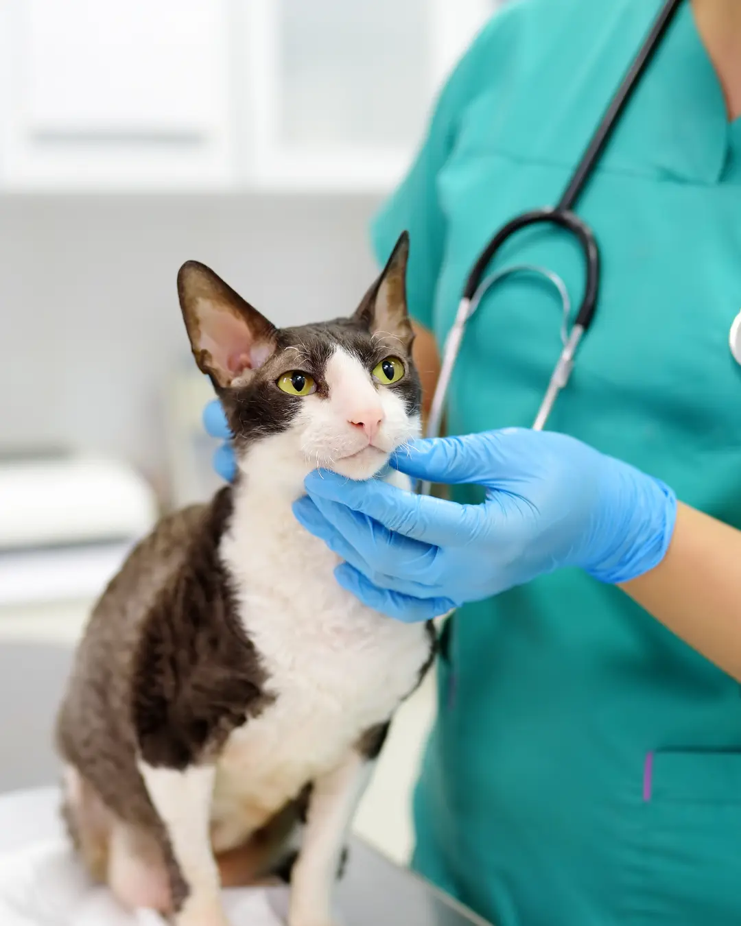 Saiba como evitar zoonoses e proteger sua família e seus animais