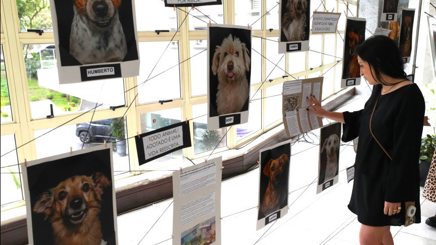 Cães abandonados e poder da adoção são retratados em exposição realizada pela Assembleia Legislativa do Paraná