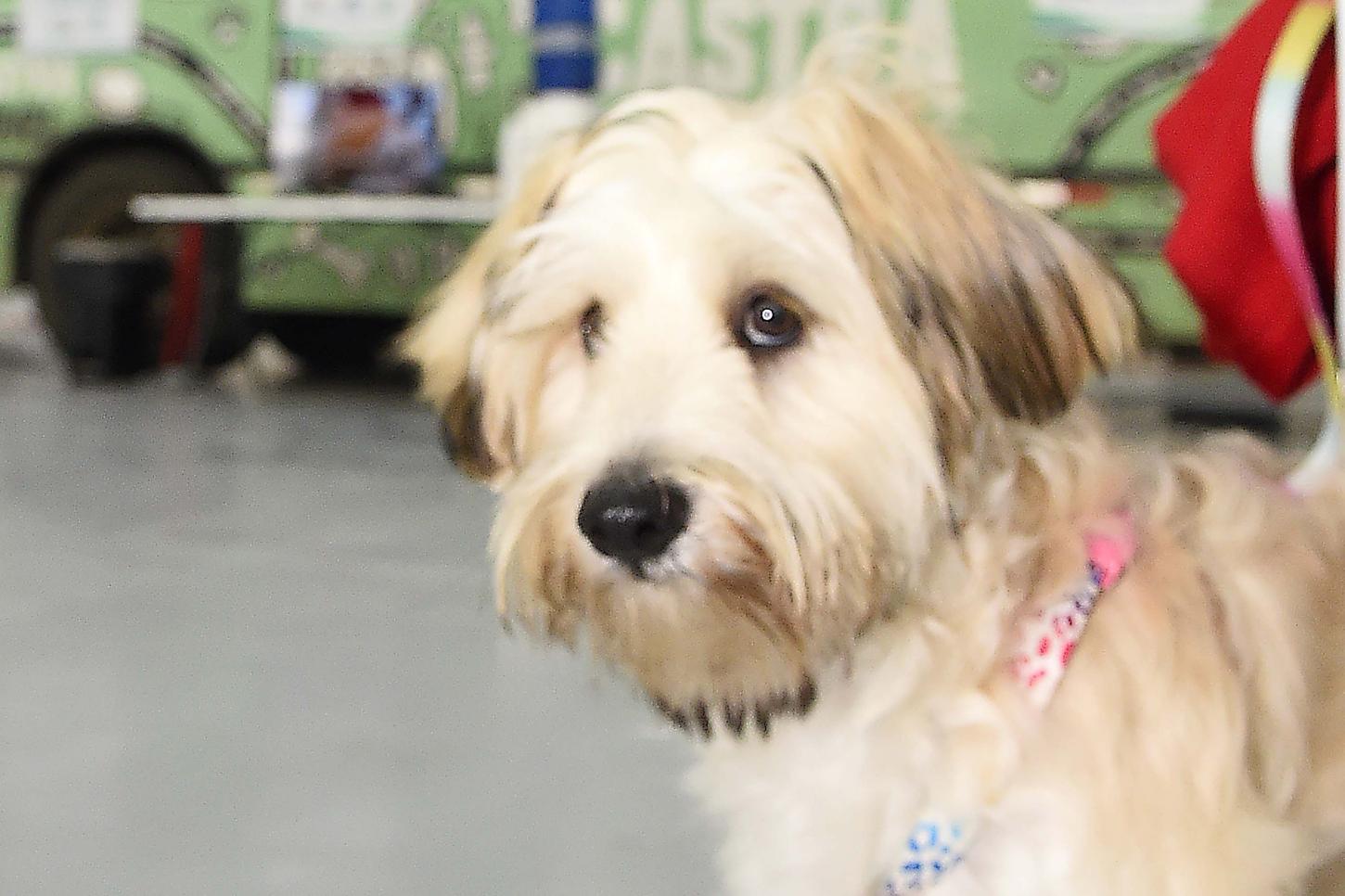 Programa CastraPet Paraná vai beneficiar mais de 8 mil cães e gatos em abril