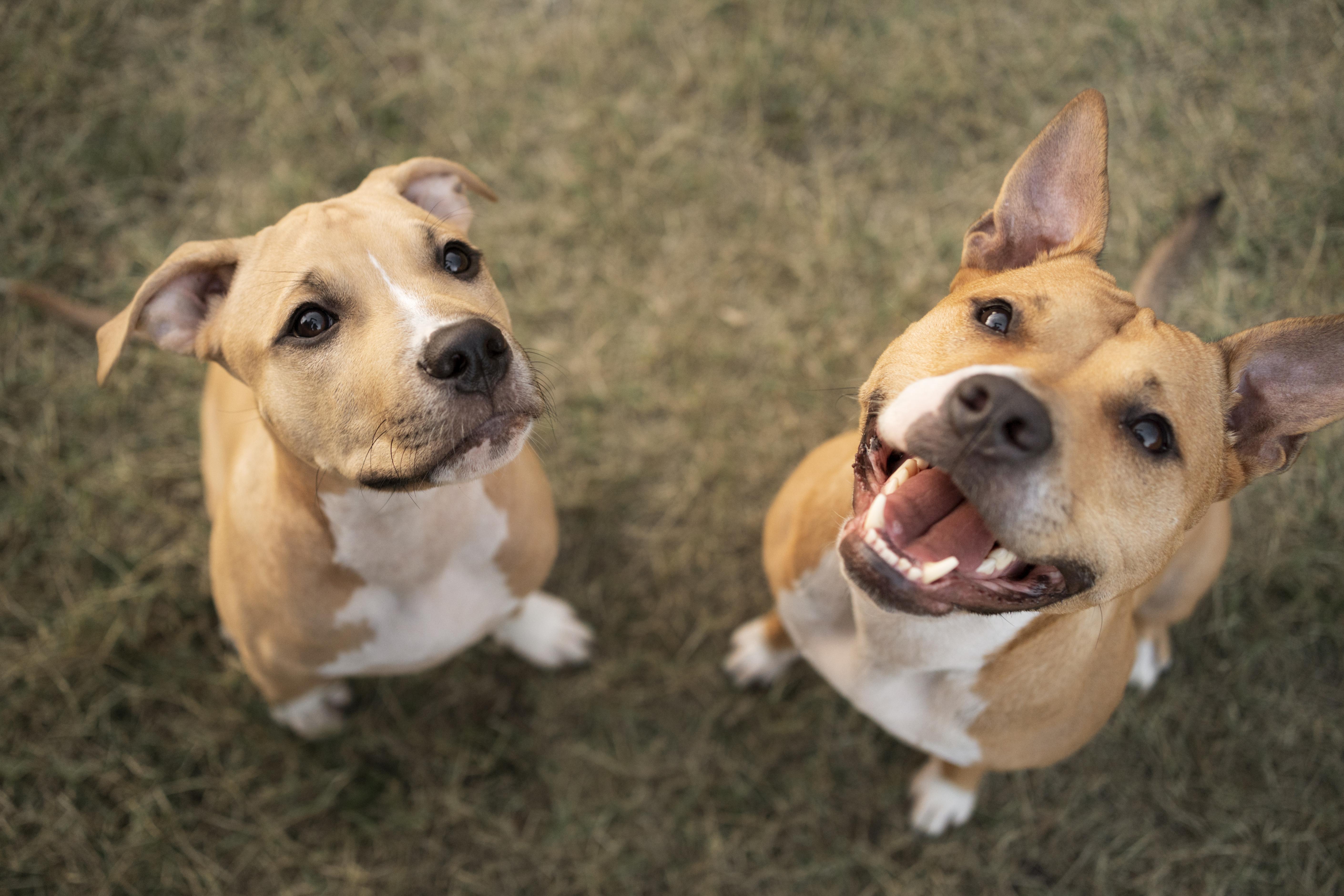 Elanco trata mais de 2 milhões de cães com Zenrelia