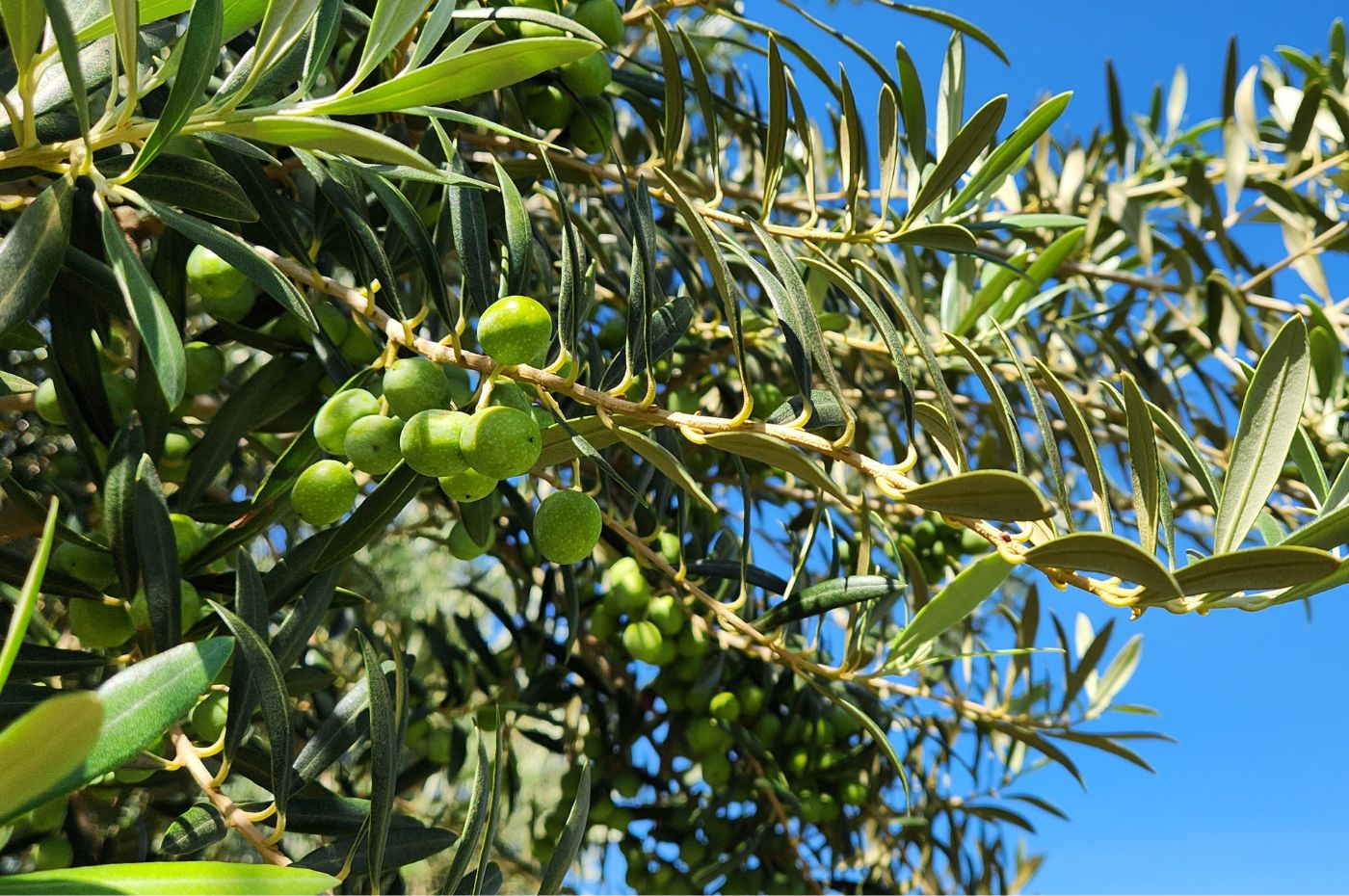 Produção de azeitonas na Califórnia otimiza a importação